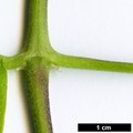 SpeciesSub: var. grandiflora